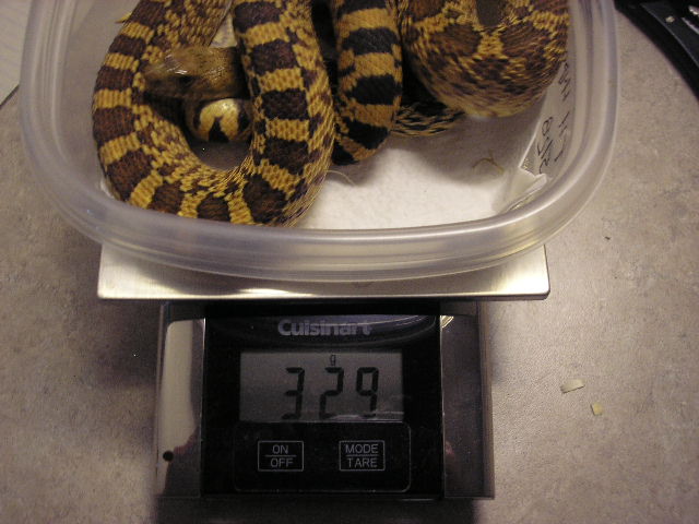 Bz weight