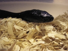 ebby 2