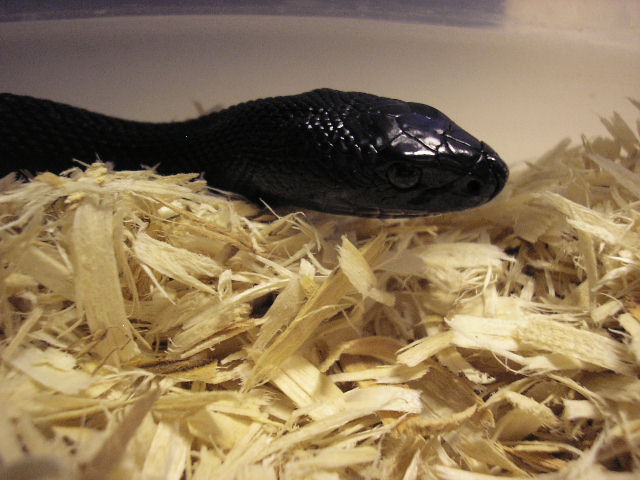 ebby 2