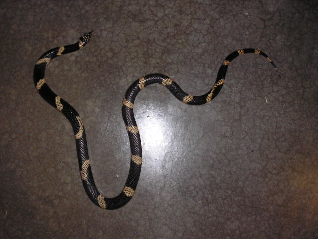gk 1