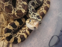Hunert saying hello