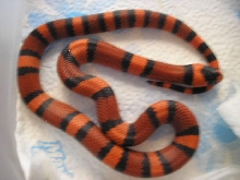 hyp3