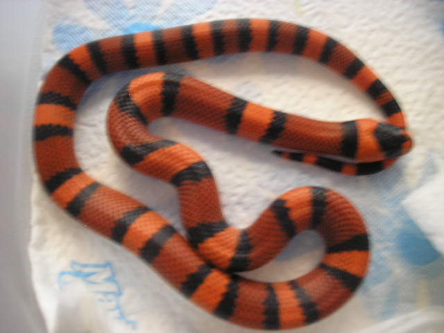 hyp3