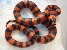 hyp4