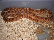Kr female 1
