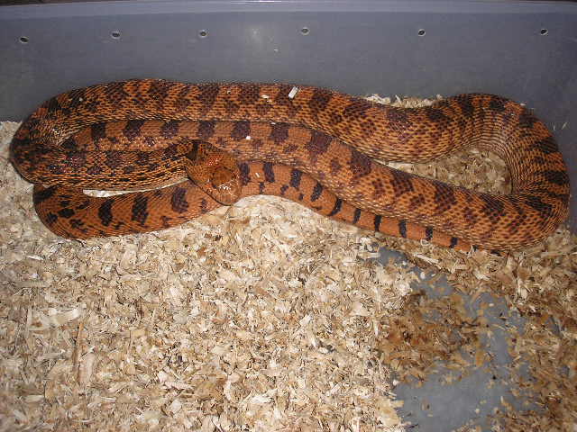 Kr female 1