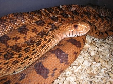 kr female 2