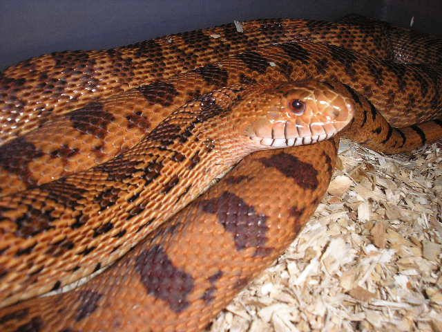 kr female 2