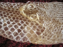 s ring 2