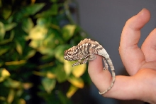 Baby Tamatave Panther Chameleon