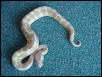 Albino Ball