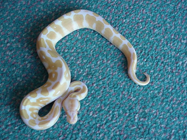 Albino Ball