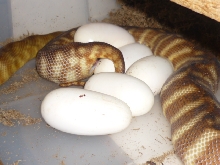 woma laying eggs 3-27-09