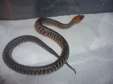 2009 woma 2