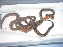 2009 woma 3