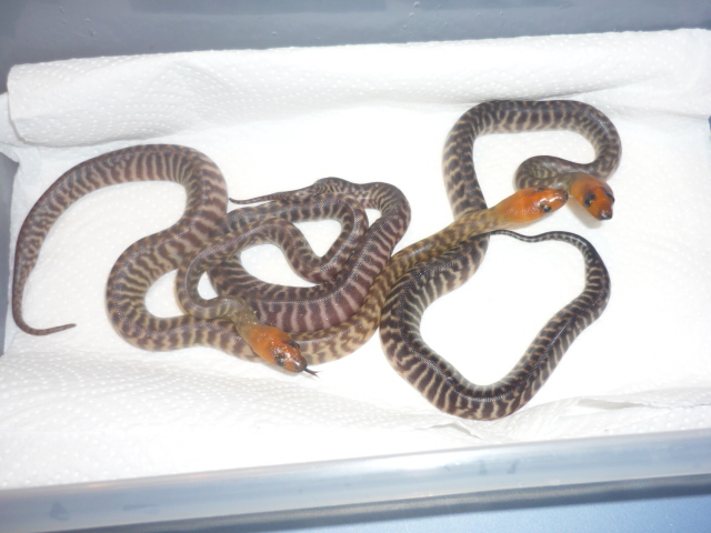 2009 woma 3