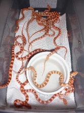 striped and het striped creamsicle