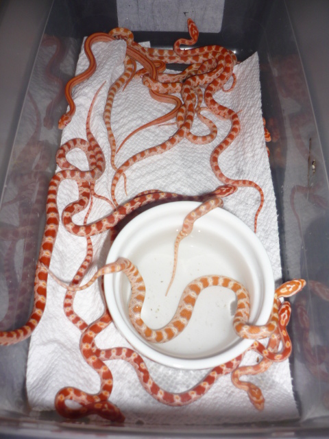 striped and het striped creamsicle