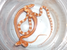 striped and het striped creamsicle