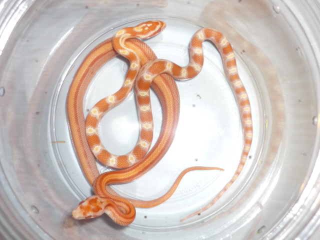 striped and het striped creamsicle