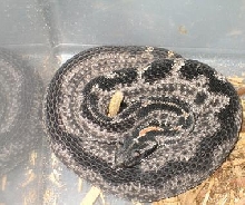 Striped Pigmy