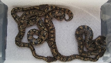 2007 Normal Hatchlings