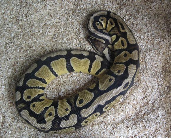 2005 Graziani Pastel Female Ball Python