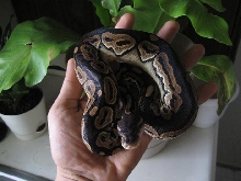 Juvenile Cinnamon Ball Python Female