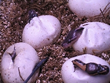 2006 Cinnamon Clutch
