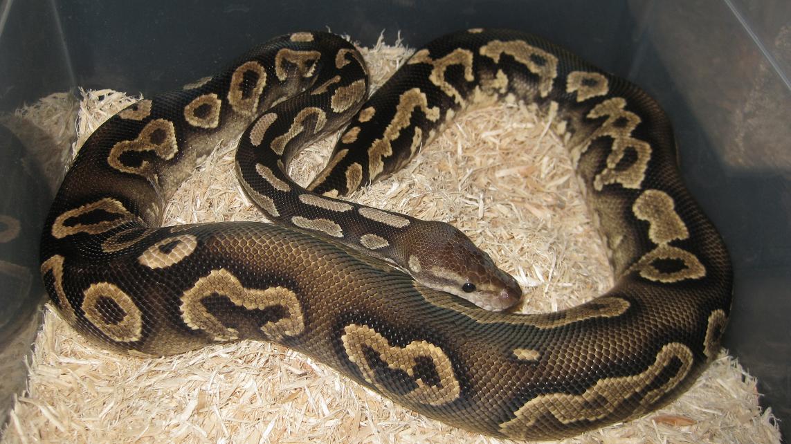 2008 Cinnabelly