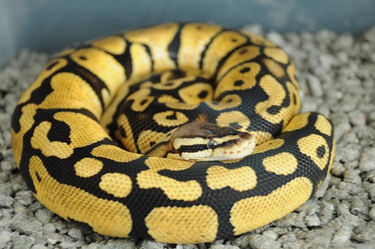 2008 Graziani Pastel Female