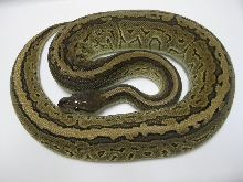 2009 Cinnapin Female
