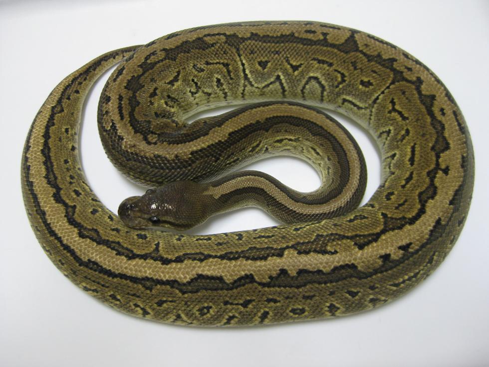2009 Cinnapin Female