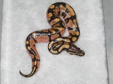 2010 Female Calico