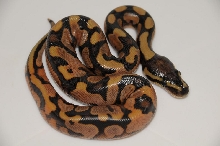 2010 Calico