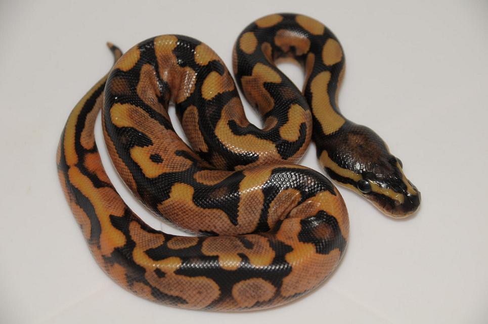 2010 Calico