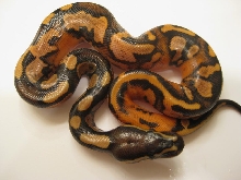 2010 Calico Male 2