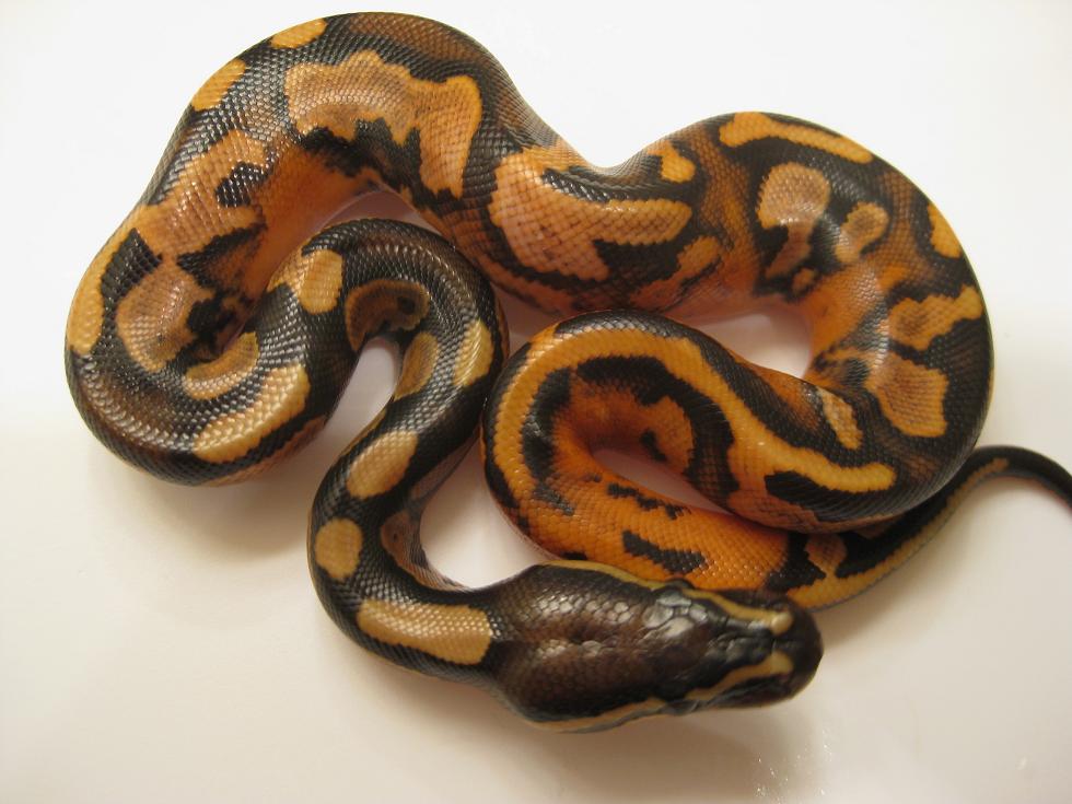 2010 Calico Male 2