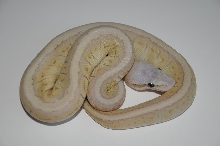 2013 Super Emperor Pinstripe
