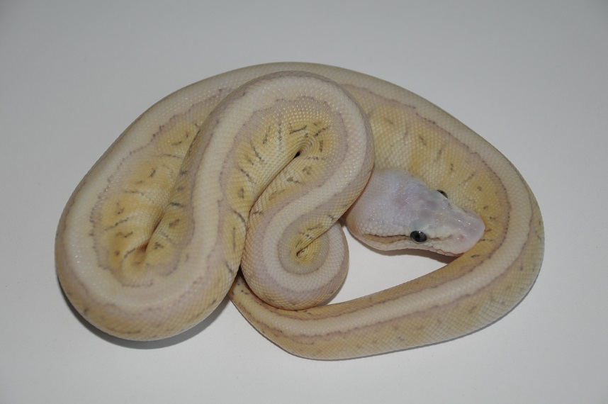 2013 Super Emperor Pinstripe