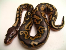 2008 Cinnabelly 1