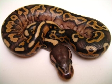 2008 Cinnabelly 2