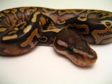2008 Cinnabelly 3