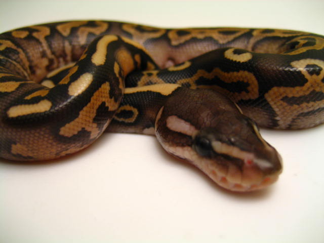 2008 Cinnabelly 3