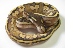 2010 Calico Mojave Female