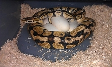 Egg Laying