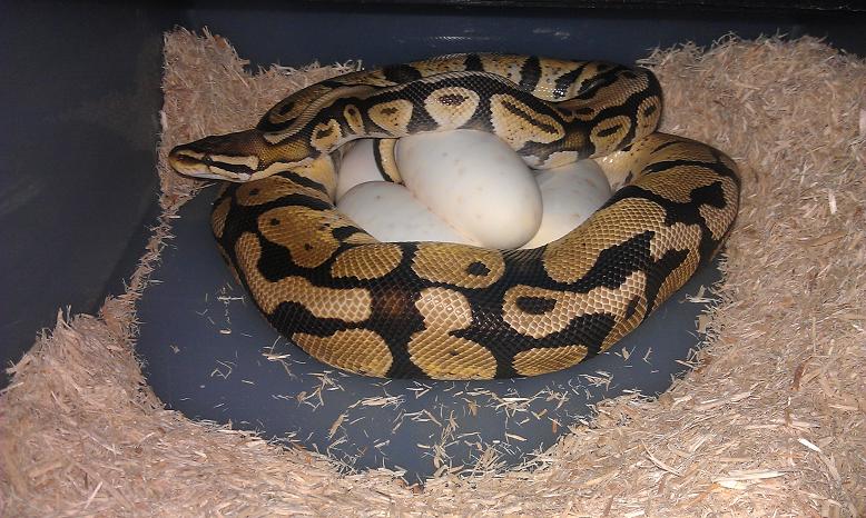 Egg Laying