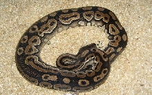 2006 Cinnamon Female #2