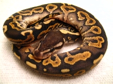 2008 Cinnabelly Male