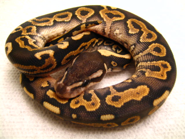 2008 Cinnabelly Male